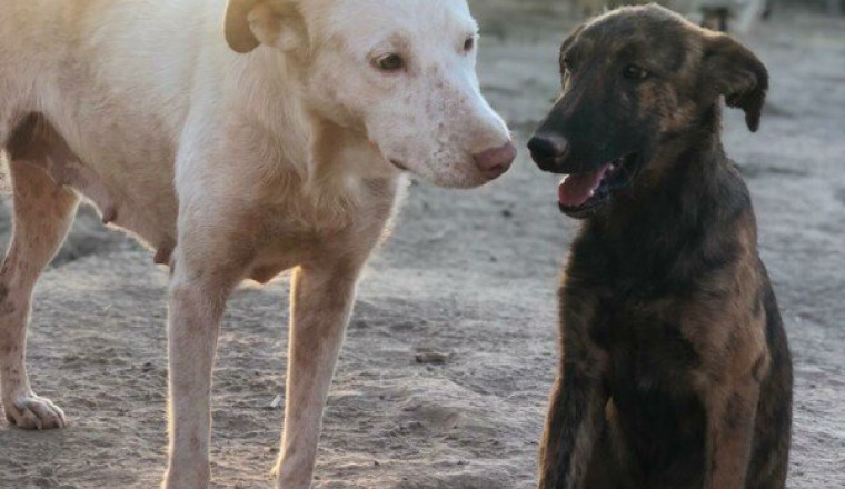 Soutien au Refuge Moroccan Dog Rescue