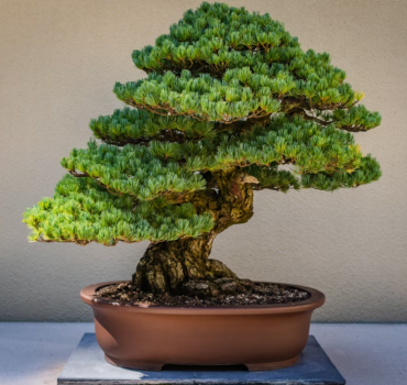 Bonsai ou Banzai  ?