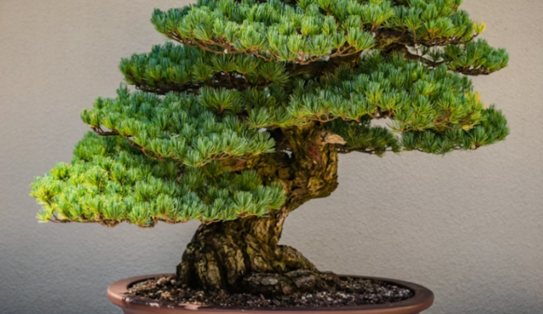 Bonsai ou Banzai  ?