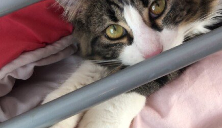 Aidez-moi a sauver mon chat