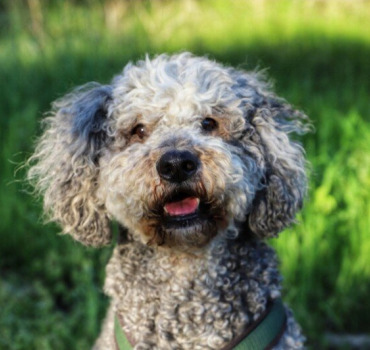Pour le suivi des chiens et chats de la SPA