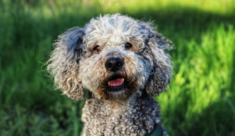 Pour le suivi des chiens et chats de la SPA