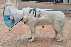 Image justificative de la cagnotte