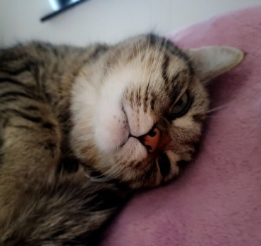 Opération de mon chat fiah