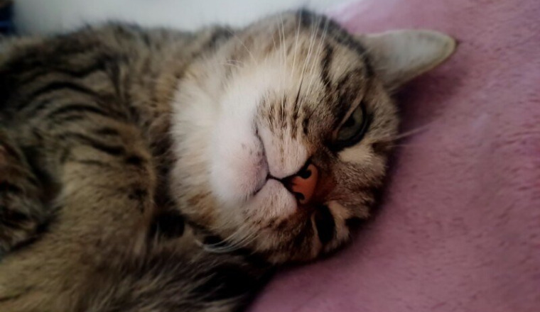 Opération de mon chat fiah
