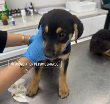 Facture des chiots rescapés