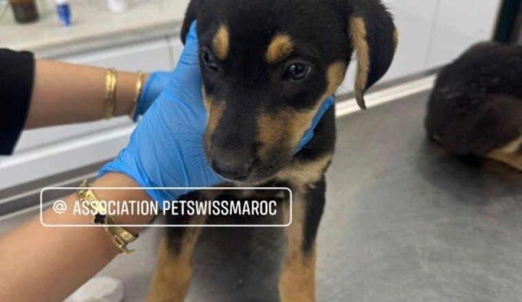 Facture des chiots rescapés