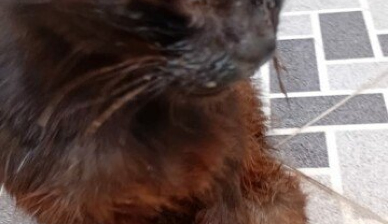 Soins animaux errants Najat