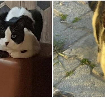 Aidez Sabrina à nourrir ses 192 chats & chiens.