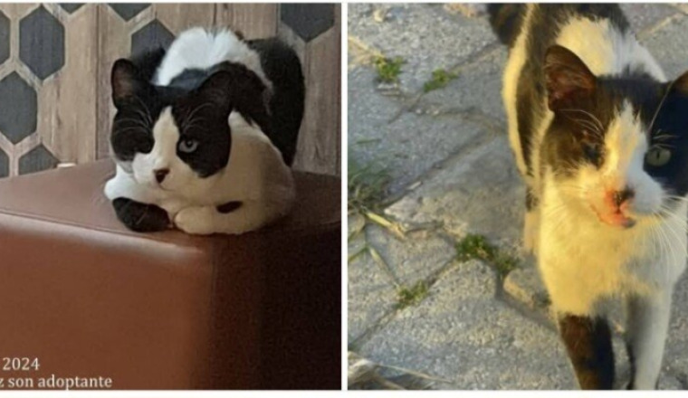 Aidez Sabrina à nourrir ses 192 chats & chiens.