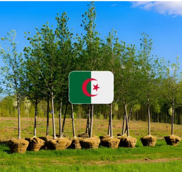 Sadaqah arbres Algérie