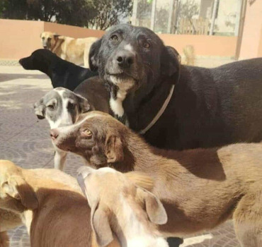 FRAIS AOÛT 2025 REFUGES CHIENS ET CHATS MIRA STAS