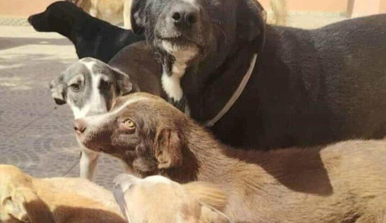 FRAIS AOÛT 2025 REFUGES CHIENS ET CHATS MIRA STAS