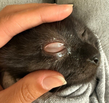 Soins chatons