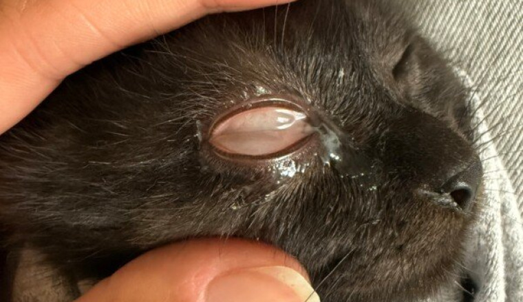 Soins chatons