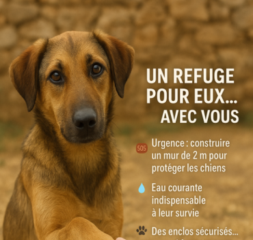 Un refuge définitif pour Chiens du Maroc Espoir