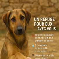 Un refuge définitif pour Chiens du Maroc Espoir
