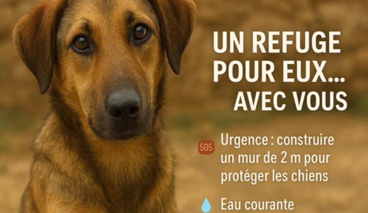 Un refuge définitif pour Chiens du Maroc Espoir