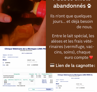 🐶 URGENCE CHIOTS – LANCEMENT D’UNE CAGNOTTE SOLID