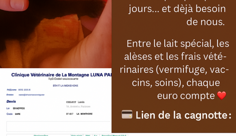 🐶 URGENCE CHIOTS – LANCEMENT D’UNE CAGNOTTE SOLID