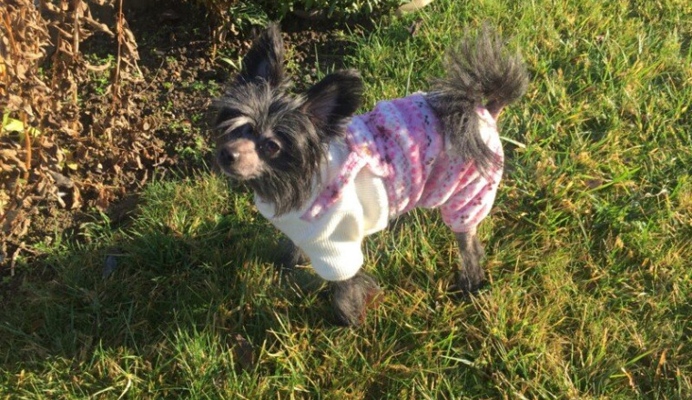 🐾 Un coup de patte pour Hiroshima 🐾