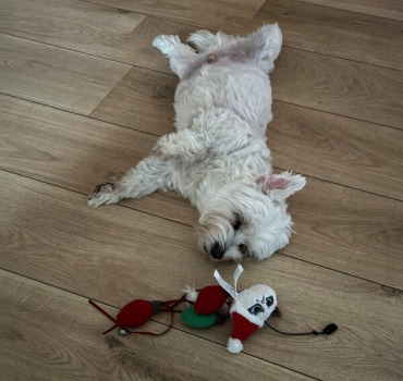 Aidons mon chien Toby