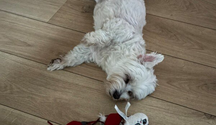 Aidons mon chien Toby