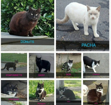 Chats de l'hopital Louis mourier 92700