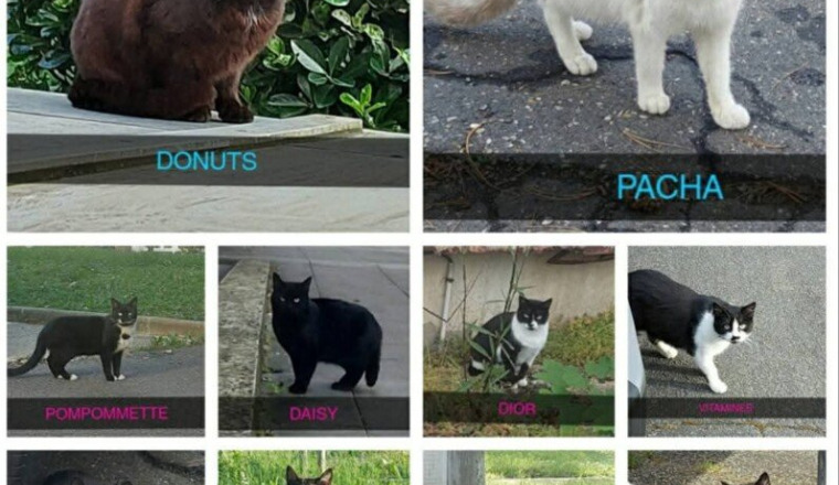 Chats de l'hopital Louis mourier 92700