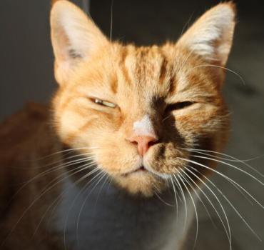 Frais vétérinaires pour mon petit roux préféré 🧡