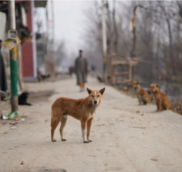 Aidons les animaux errants de Tunisie 🐕