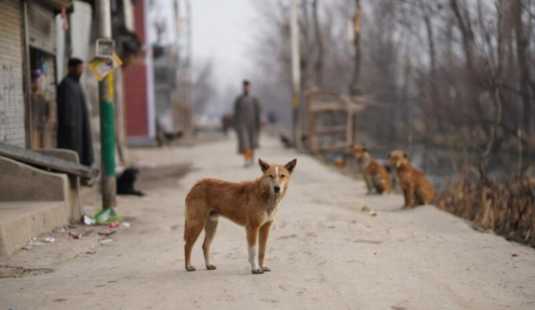 Aidons les animaux errants de Tunisie 🐕