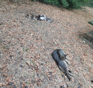 Chats Weishardt