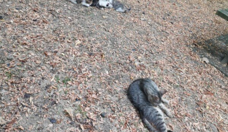 Chats Weishardt