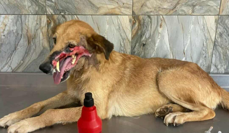 Image justificative de la cagnotte