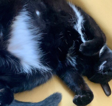 Soins et opération de l'abdomen pour Luna 🐱
