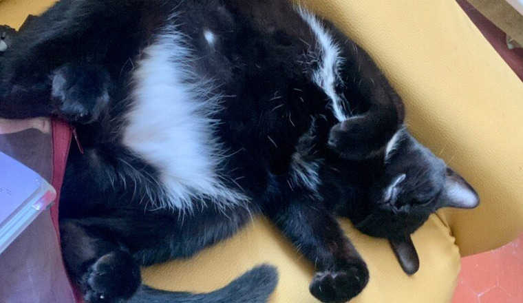 Soins et opération de l'abdomen pour Luna 🐱