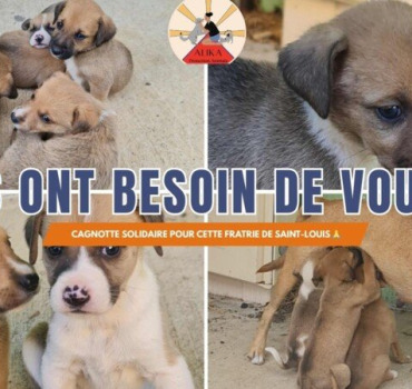Aidez-nous à sauver 6 chiots de Saint-Louis