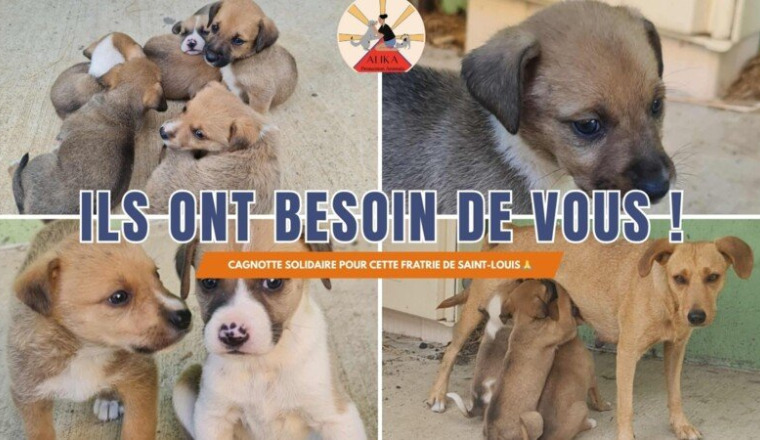 Aidez-nous à sauver 6 chiots de Saint-Louis