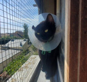 De l'aide pour Blacky