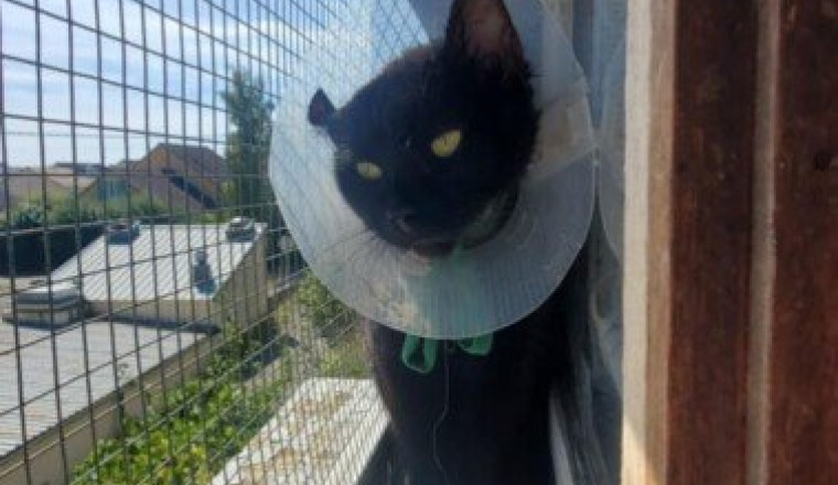 De l'aide pour Blacky