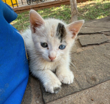 Soutien à Khalid – Les chats du parc de Casablanca