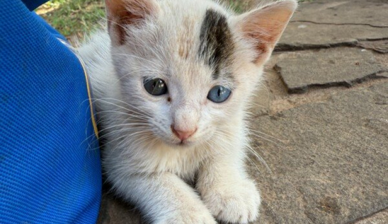 Soutien à Khalid – Les chats du parc de Casablanca