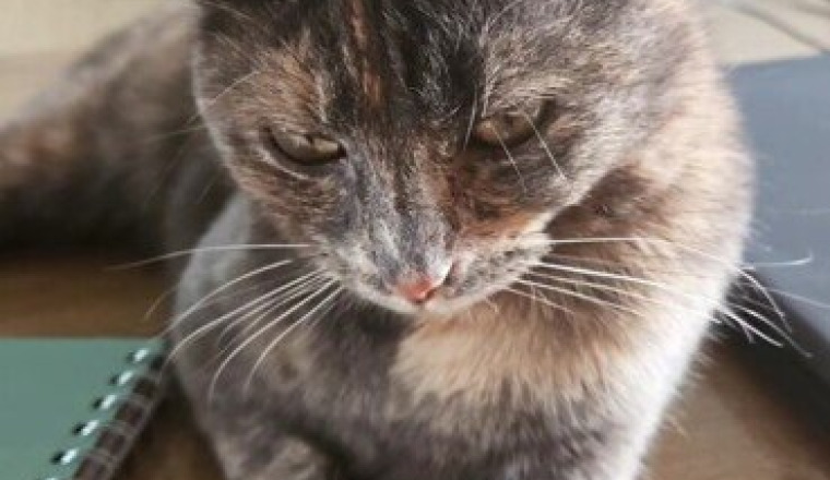 Un coup de patte pour sauver Violette 🐾