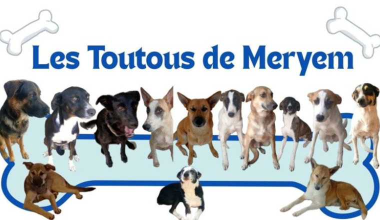 Aider Les Toutous de Meryem