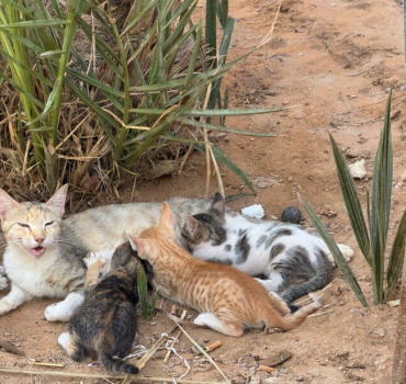 Ouvrir un refuge pour chiens et chats au Maroc