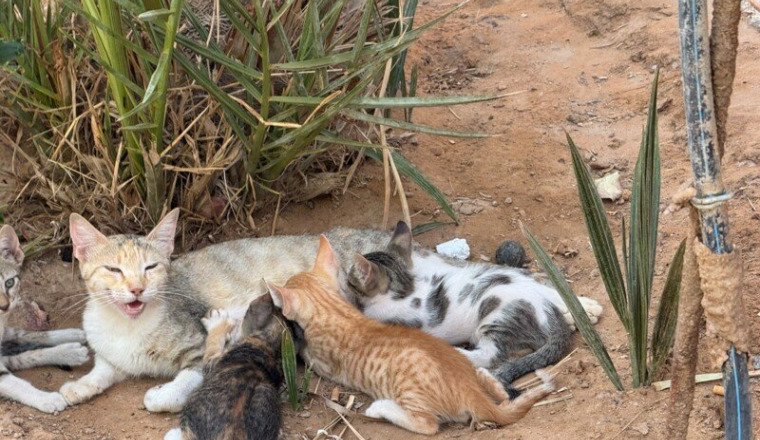Ouvrir un refuge pour chiens et chats au Maroc