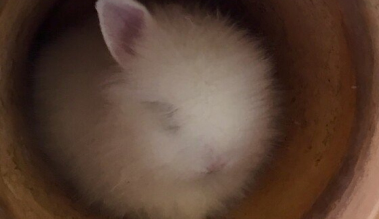 Cagnotte solidaire Nouveaux abris pour nos animaux