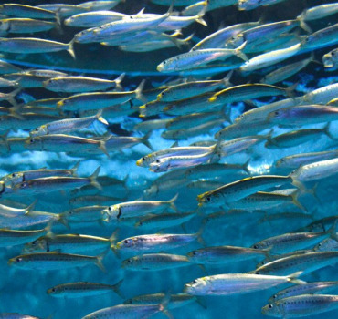 Alice's Sardines