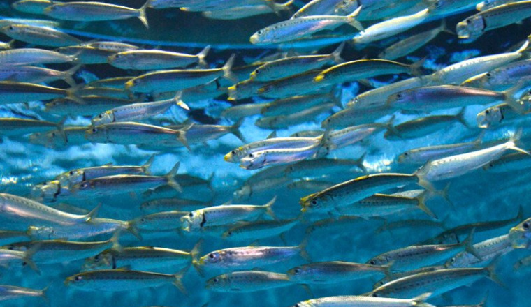 Alice's Sardines
